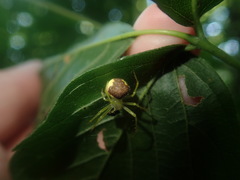 Araneus alboventris