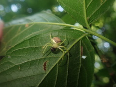 Araneus alboventris