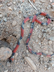 Oxyrhopus guibei