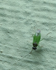Cyrtorhinus