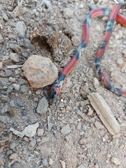 Oxyrhopus guibei