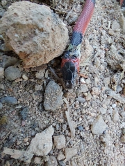 Oxyrhopus guibei