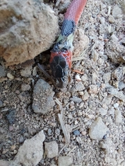Oxyrhopus guibei