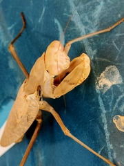 Hierodula timorensis