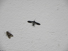 Macrocneme chrysitis