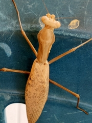 Hierodula timorensis
