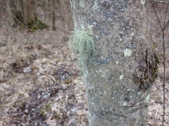Usnea subgracilis