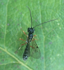 Tryphoninae
