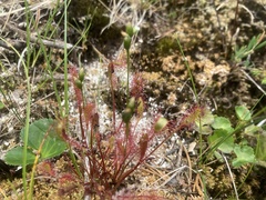 Drosera