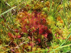 Drosera