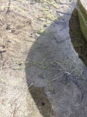 Ranunculus aquatilis