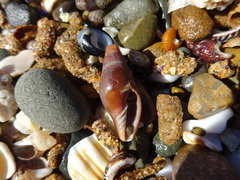 Isara carbonaria