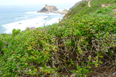 Drosanthemopsis diversifolia