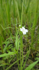 Epilobium palustre
