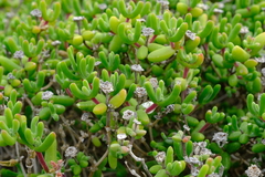 Drosanthemopsis diversifolia