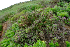 Antimima komkansica