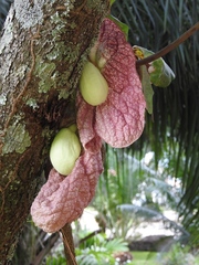 Aristolochia gigantea