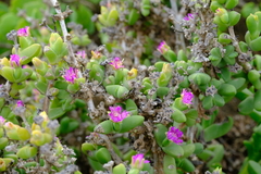 Antimima komkansica