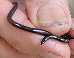 Liotyphlops albirostris