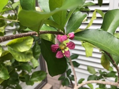 Malpighia glabra