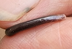 Liotyphlops albirostris