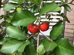 Malpighia glabra