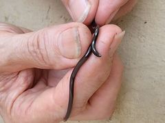 Liotyphlops albirostris