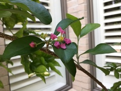 Malpighia glabra