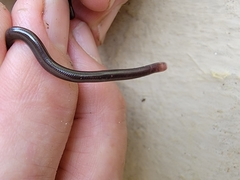 Liotyphlops albirostris