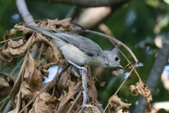 Baeolophus bicolor × atricristatus