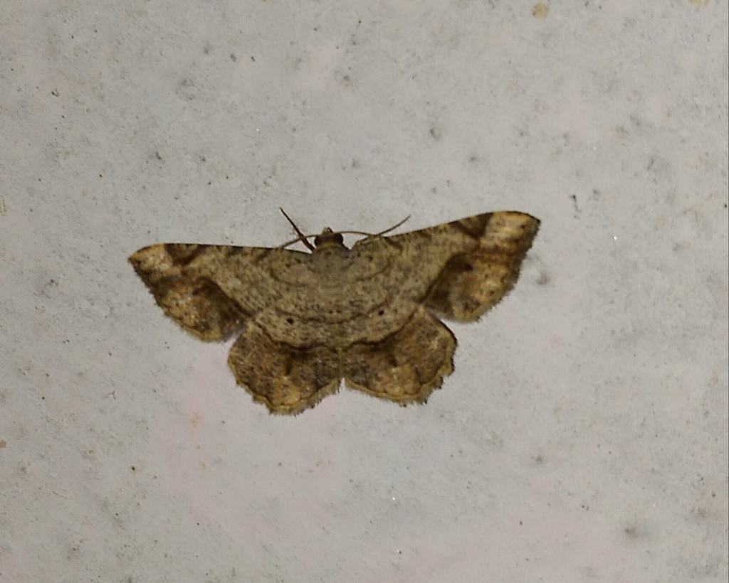Chiasmia triangulata