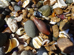 Isara carbonaria