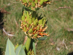 Gentiana lutea aurantiaca