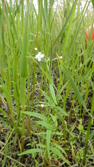 Epilobium palustre