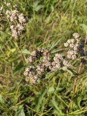 Parthenium auriculatum