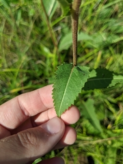 Parthenium auriculatum