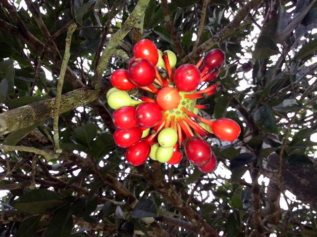 Mosannona depressa (Mosannona depressa)