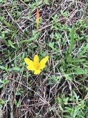 Zephyranthes citrina