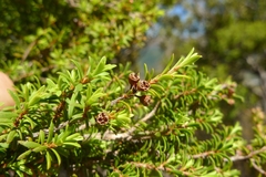 Kunzea serotina