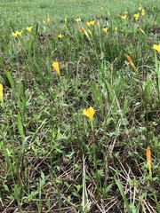 Zephyranthes citrina