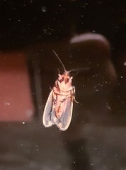 Hypoprepia miniata