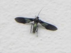 Macrocneme chrysitis