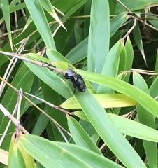 Osmia lignaria propinqua