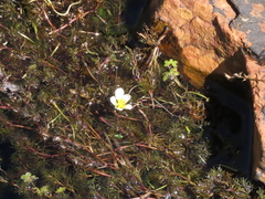 Ranunculus tripartitus