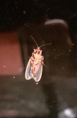 Hypoprepia miniata