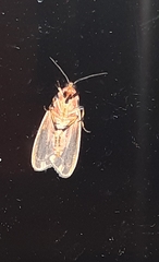 Hypoprepia miniata