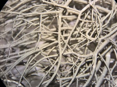 Usnea subgracilis