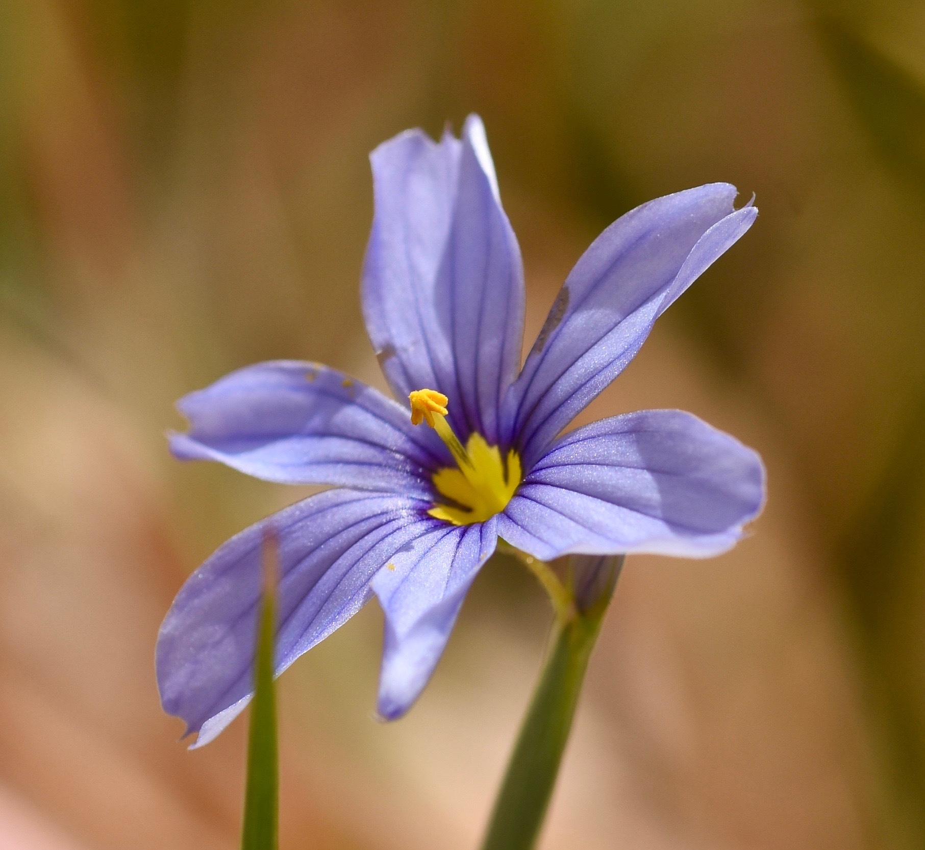 Sisyrinchium funereum