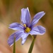 Death Valley Blue-eyed Grass - Photo (c) lonnyholmes, some rights reserved (CC BY-NC), uploaded by lonnyholmes
