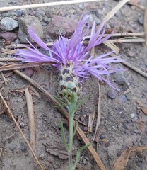 Centaurea arrigonii